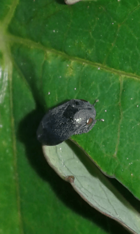 Penthimia nigra (Deltocephalinae, Cicadellidae)?
